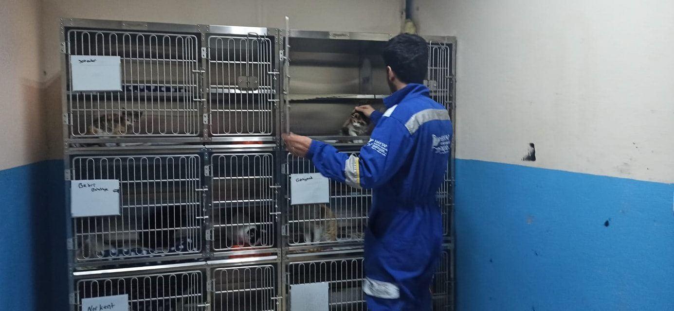 Haytap, Tatvan Bakımevine Kedi Bakım Kafesi Aldı - 2020